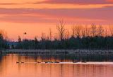 Sunrise Geese_08222